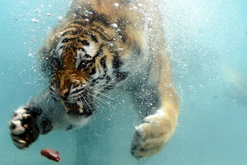 Бенгальский тигр уже готов Газпрому принести улов